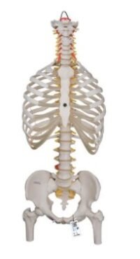 COLUMNA FLEXIBLE - VERSIÓN CLÁSICA CON COSTILLAS Y CABEZAS DE FÉMUR - 3B SMART ANATOMY