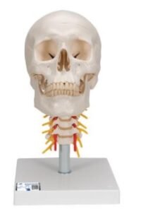 CRÁNEO CLÁSICO SOBRE COLUMNA CERVICAL, 4 PARTES - 3B SMART ANATOMY