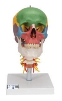 CRÁNEO CLÁSICO DIDÁCTICO CON COLUMNA CERVICAL, 4 PARTES - 3B SMART ANATOM