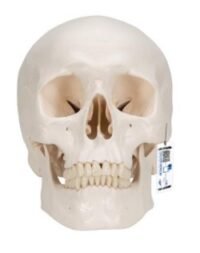 CRÁNEO CLÁSICO, 3 PARTES - 3B SMART ANATOMY