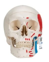 CRÁNEO CLÁSICO, PINTADO, 3 PARTES - 3B SMART ANATOMY
