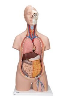 TORSO CLÁSICO ASEXUADO, 12 PARTES - 3B SMART ANATOMY