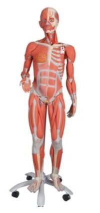 FIGURA FEMENINA CON MÚSCULOS, DESMONTABLE EN 23 PIEZAS - 3B SMART ANATOMY