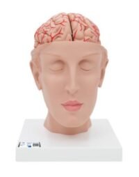 ENCÉFALO DE LUJO CON ARTERIAS EN LA BASE DE LA CABEZA, DESMONTABLE EN 8 PIEZAS - 3B SMART ANATOMY