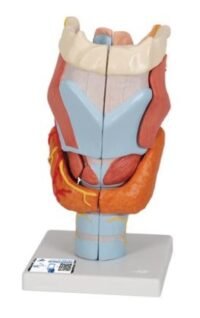 LARINGE, 2 VECES SU TAMAÑO NATURAL, 7 PIEZAS - 3B SMART ANATOMY