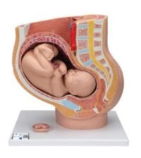 PELVIS DE EMBARAZO, 3 PIEZAS. - 3B SMART ANATOMY