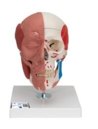 CRÁNEO CON MÚSCULOS FACIALES - 3B SMART ANATOMY